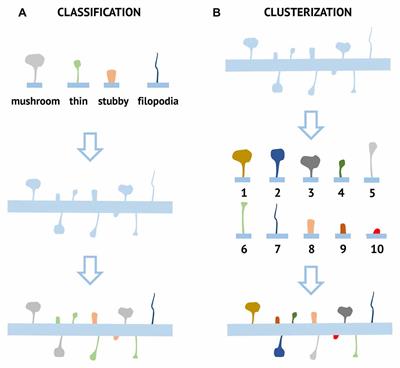 Dendritic Spines Shape Analysis—Classification or Clusterization? Perspective